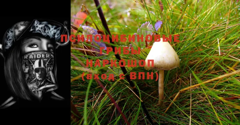 Галлюциногенные грибы Cubensis  сколько стоит  Дмитровск 